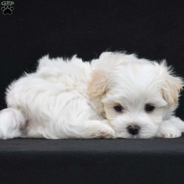 Tucker, Maltese Puppy